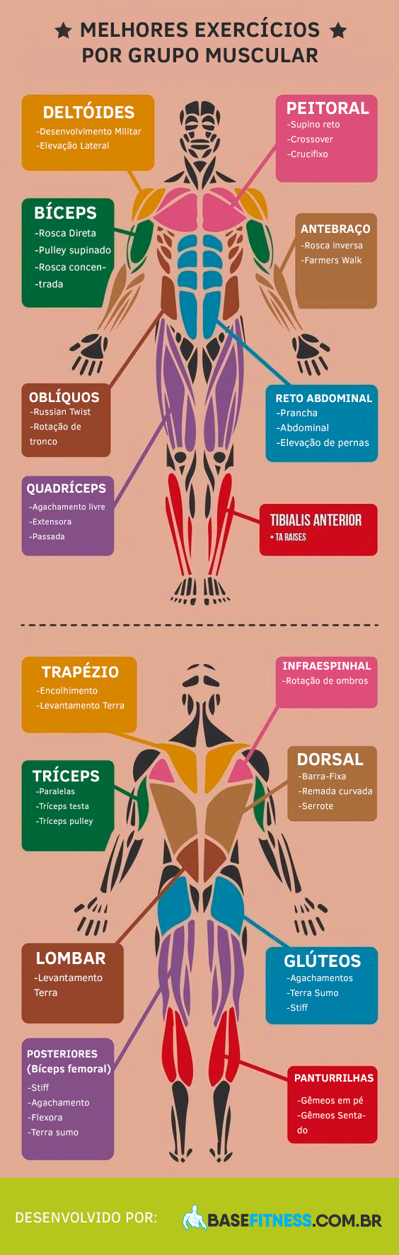 InfogrÁfico Melhores Exercícios Por Grupo Muscular 4700