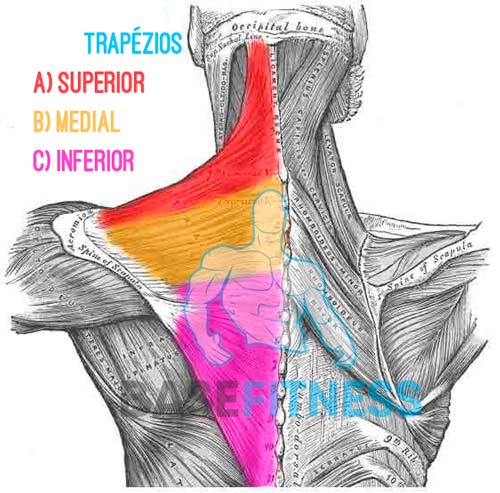 Músculos do trapézio