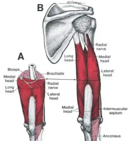 Anatomia do tríceps.