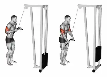 Pessoa em pé, realizando o exercício de tríceps pulley em uma máquina de cabos, estendendo os braços para baixo para ativar os músculos do tríceps